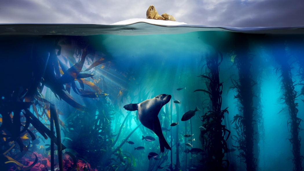 Blue Planet II 1. Sezon 4. Bölüm izle